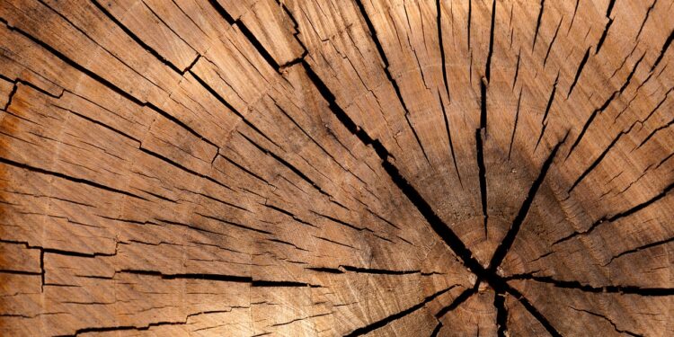 Balsa hout